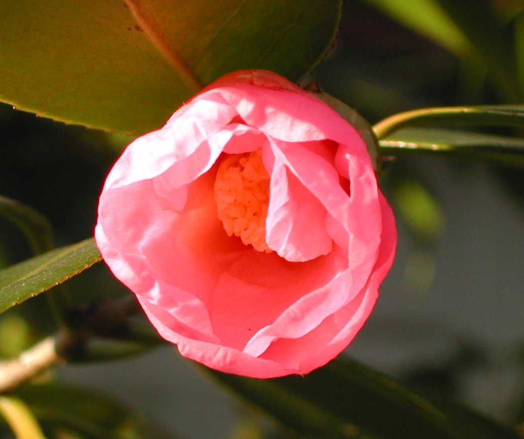 Camellia1