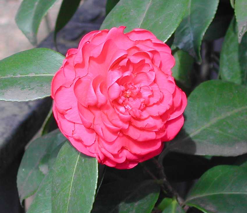 Camellia10