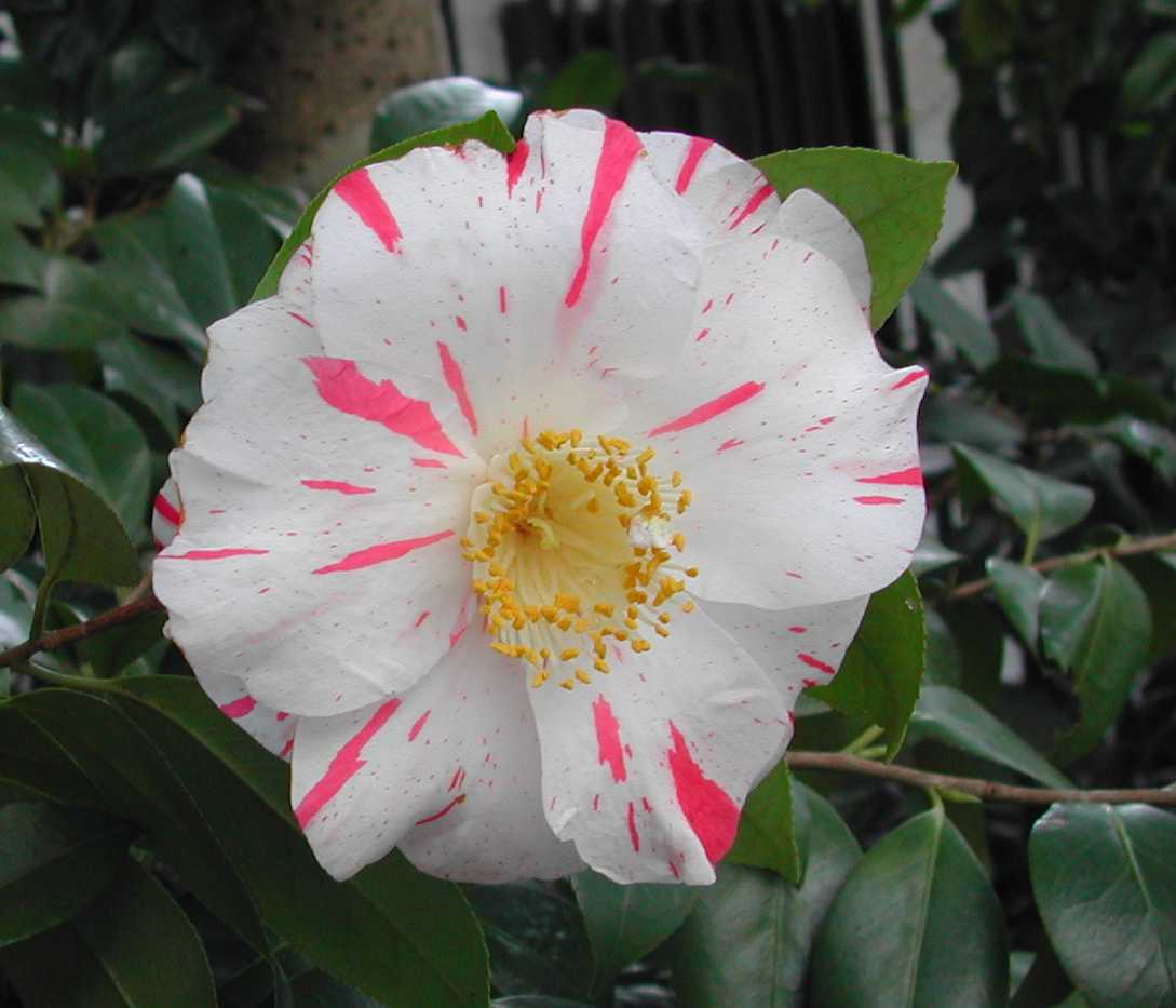 Camellia11