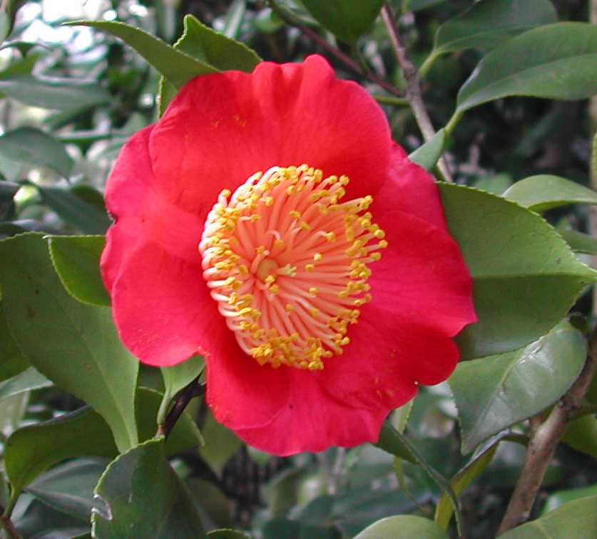 Camellia12