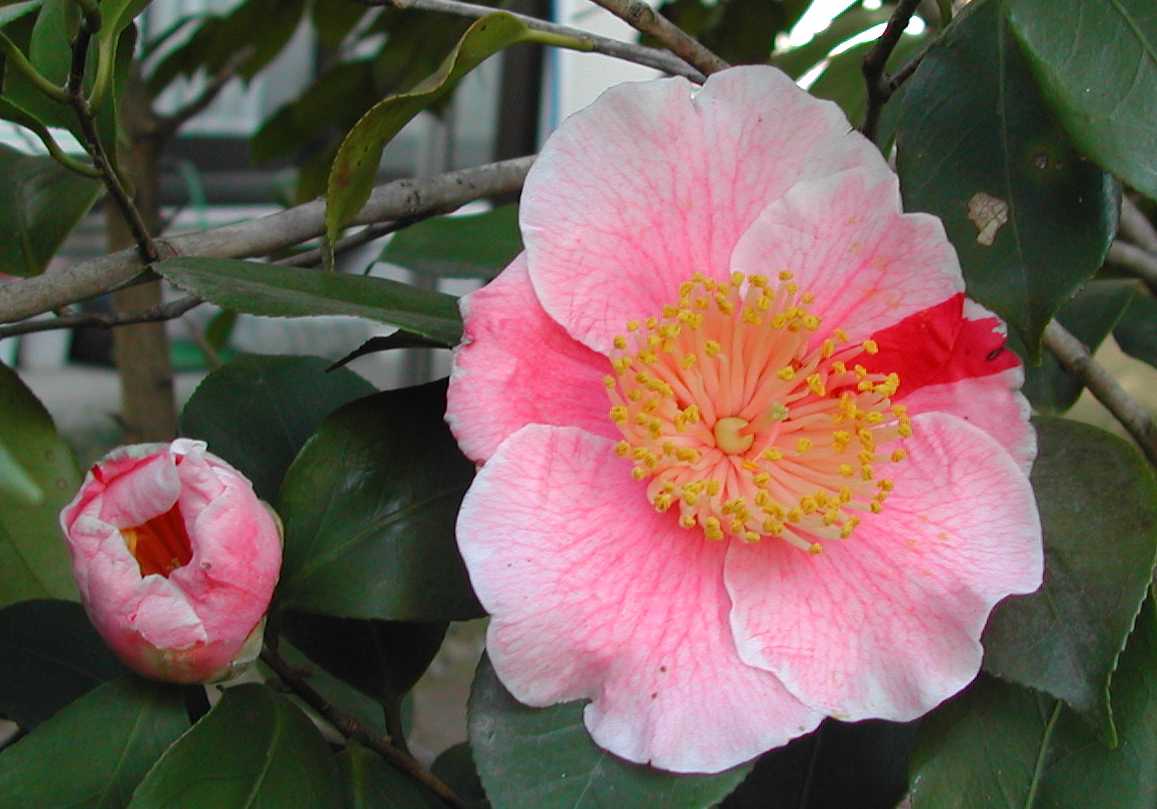 Camellia13