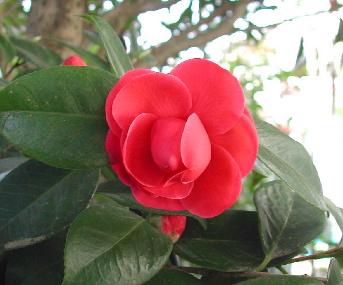 Camellia14