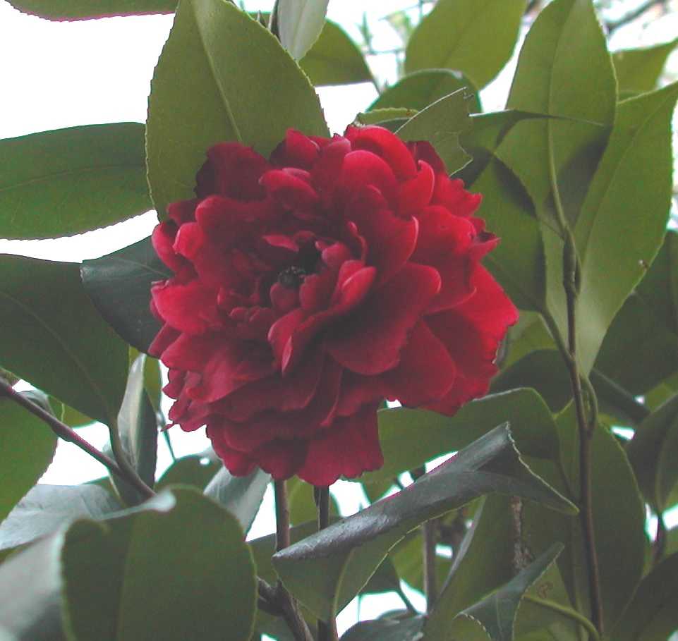 Camellia15