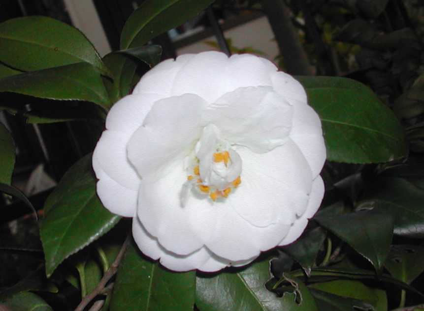 Camellia16