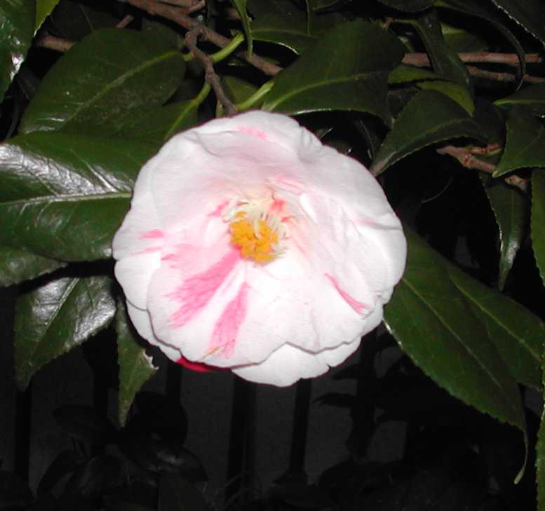 Camellia17