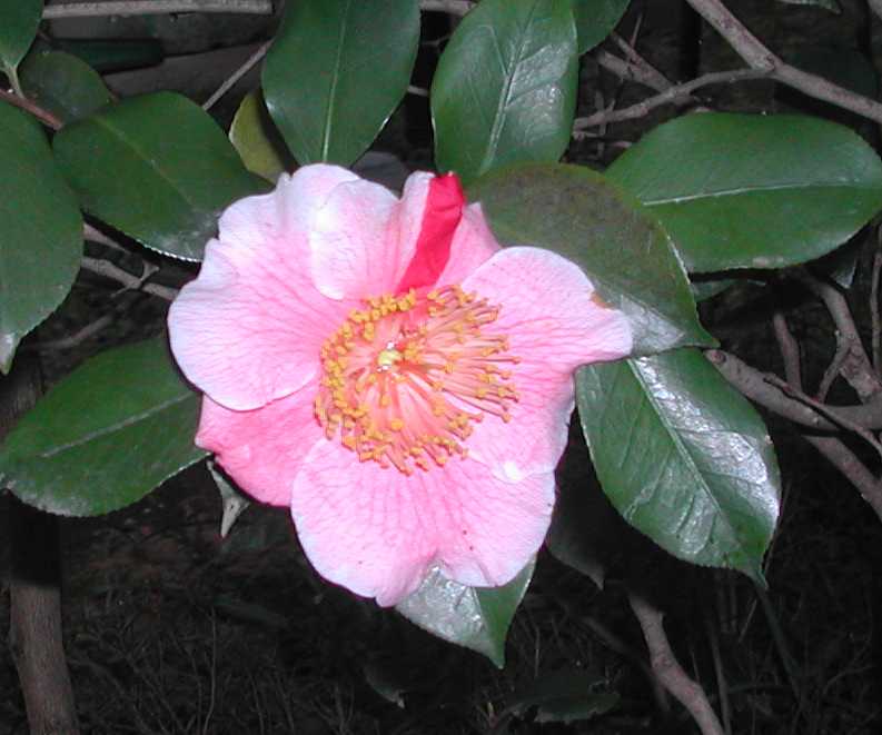 Camellia18