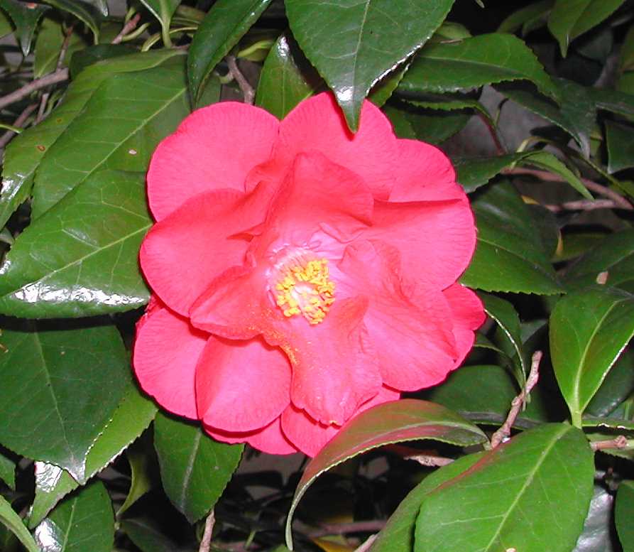 Camellia19