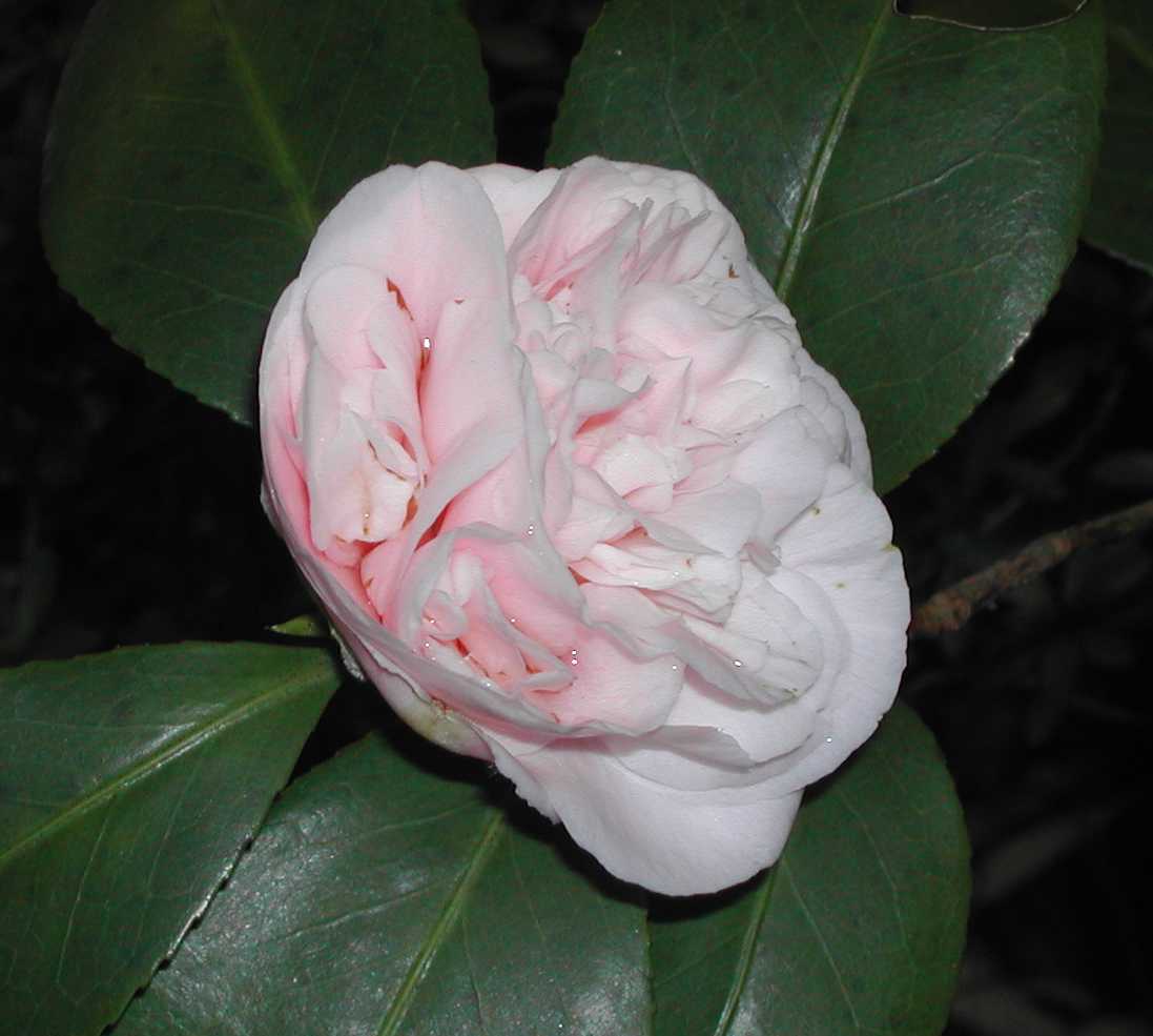 Camellia2