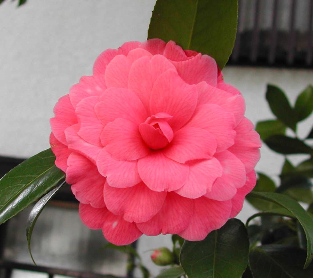 Camellia20