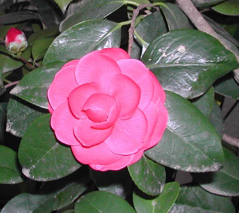 Camellia21