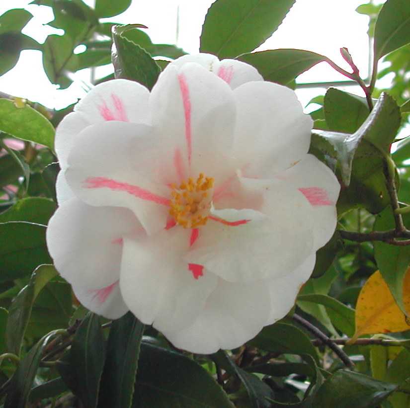 Camellia22