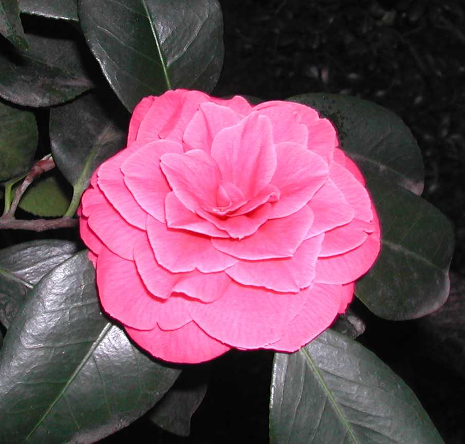 Camellia23