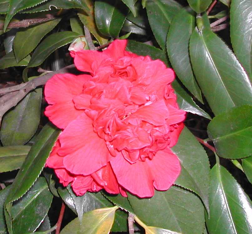 Camellia24