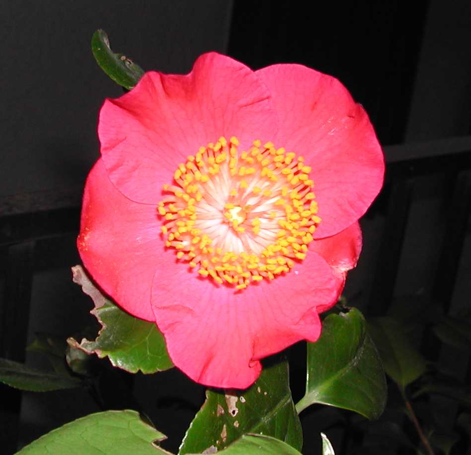 Camellia25