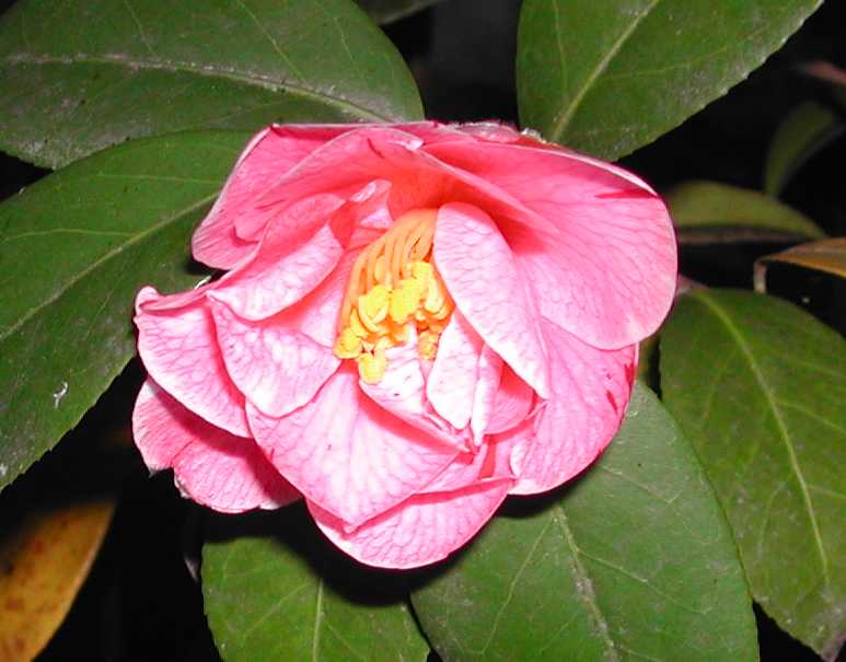 Camellia26