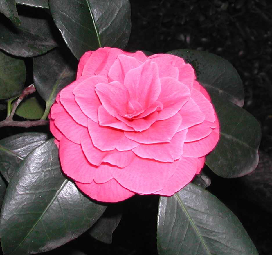 Camellia27