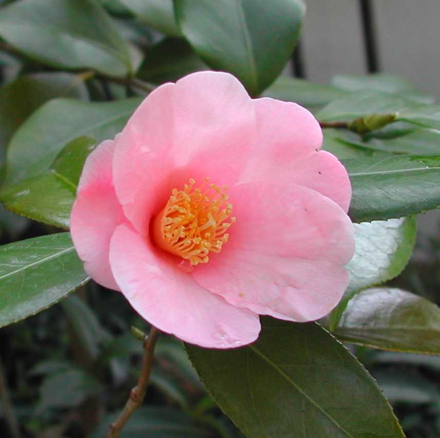 Camellia28