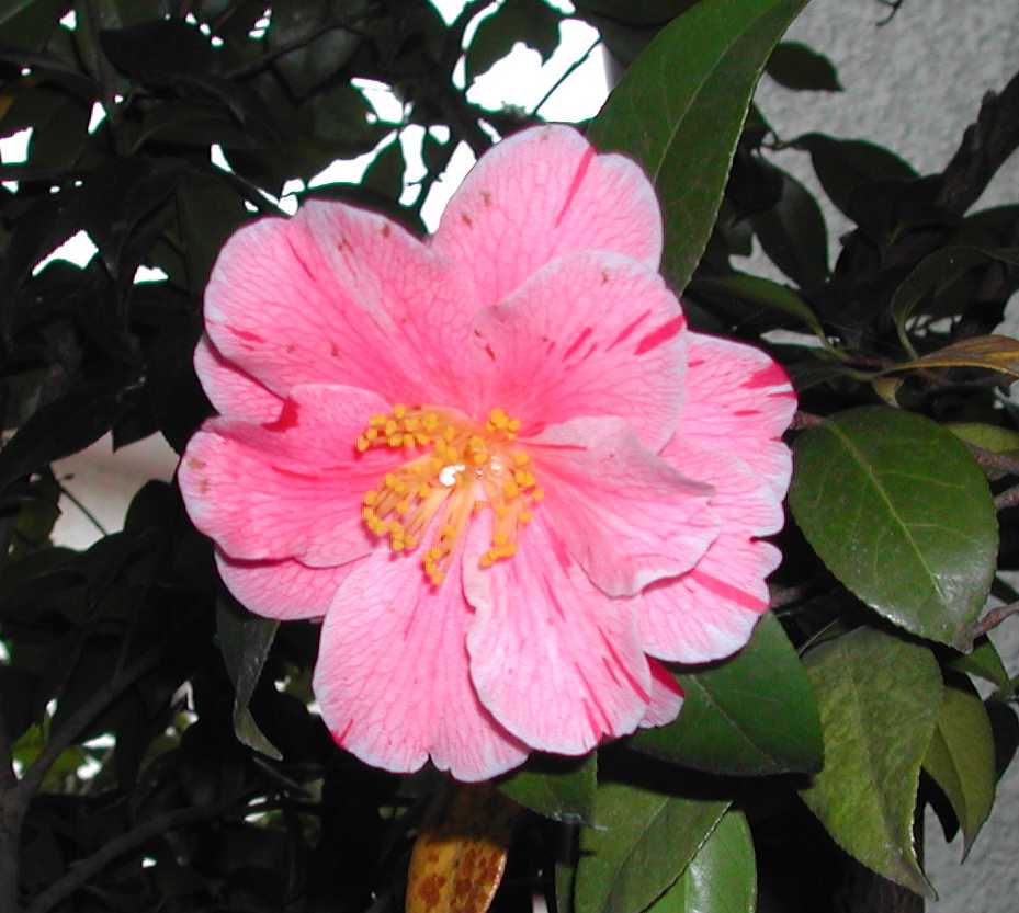 Camellia29