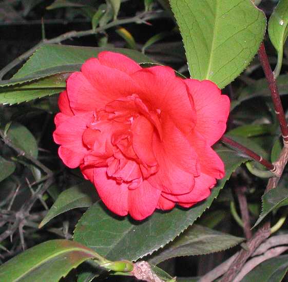 Camellia3