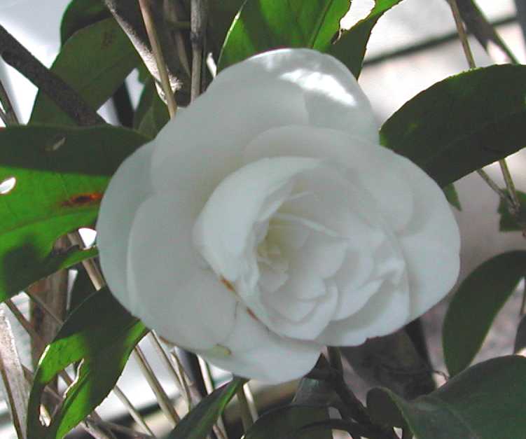 Camellia30