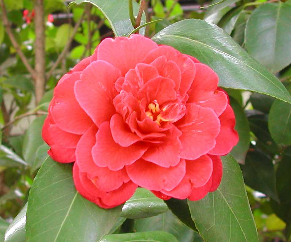 Camellia31