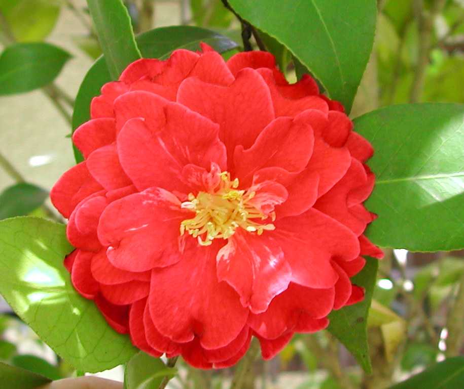 Camellia32