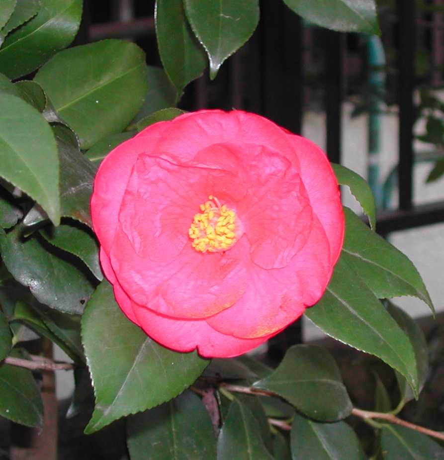 Camellia4