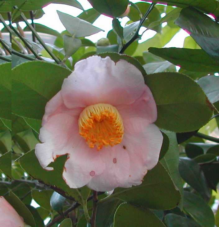 Camellia5