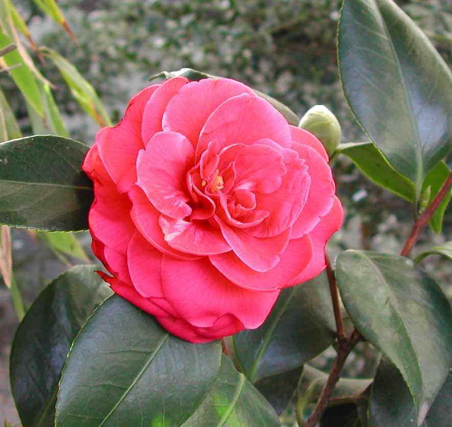 Camellia6