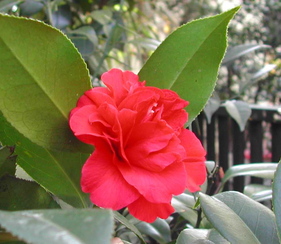 Camellia7