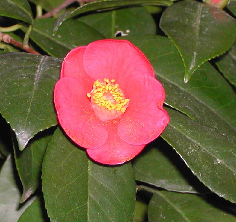 Camellia9