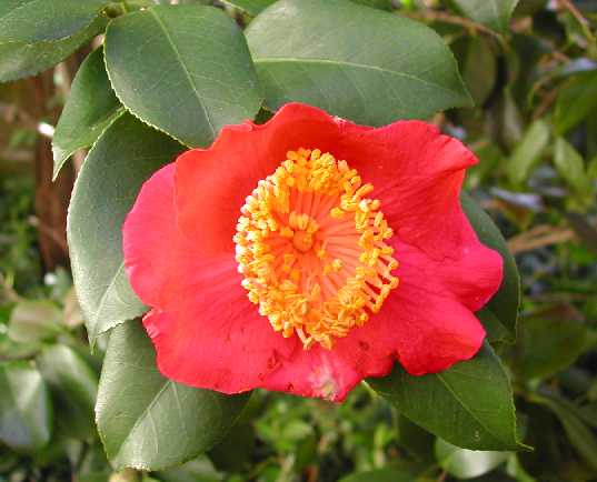 camellia05