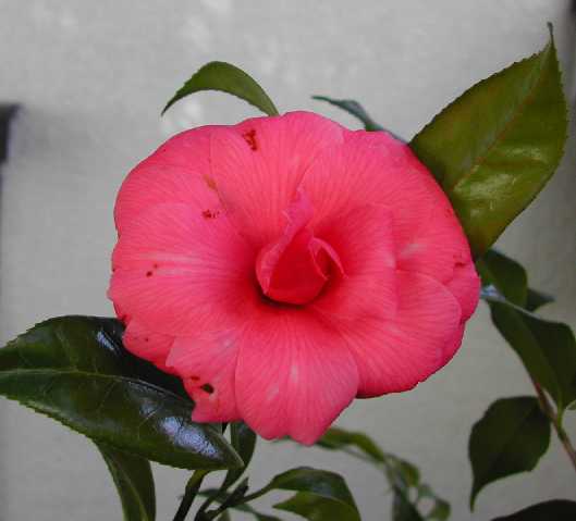 camellia06