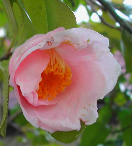 Camellia07