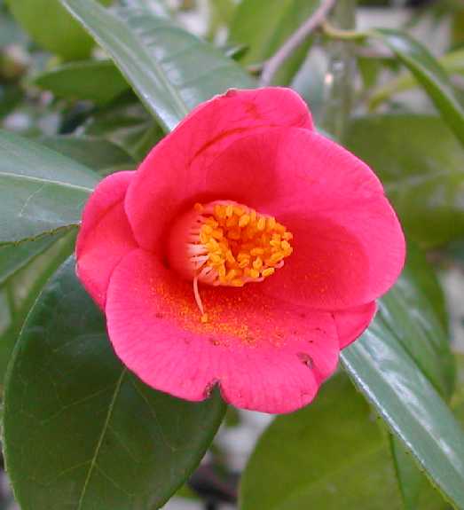 Camellia08