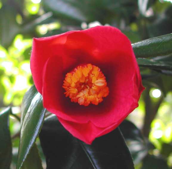 Camellia09