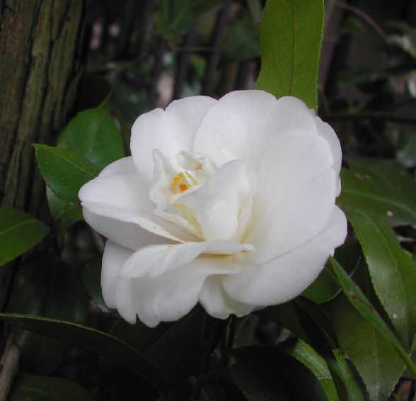 Camellia 10