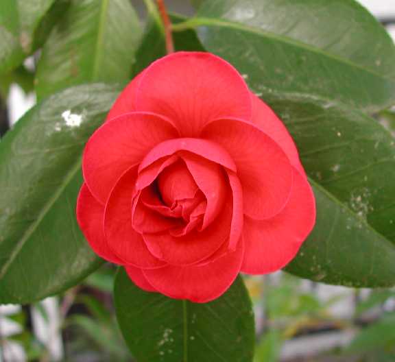 Camellia 11