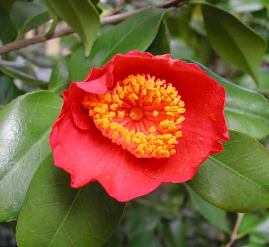 Camellia 12