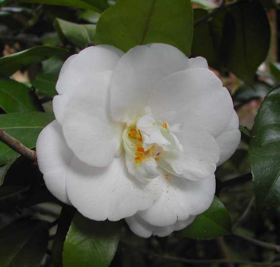 Camellia 13