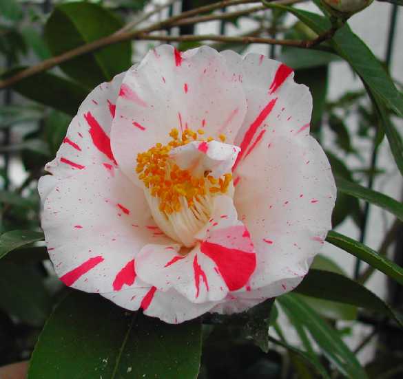 camellia14