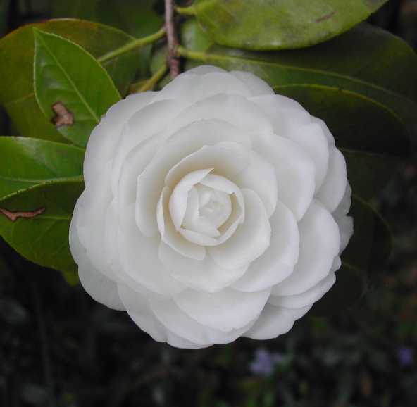 camellia15