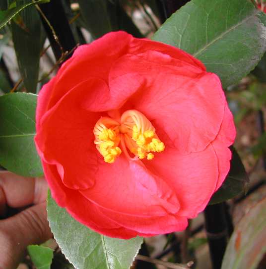 camellia16