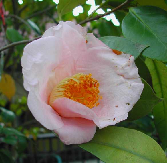 camellia17