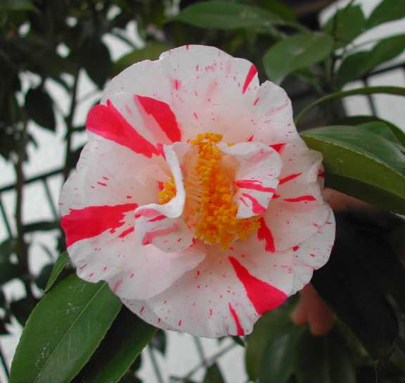 Camellia 18