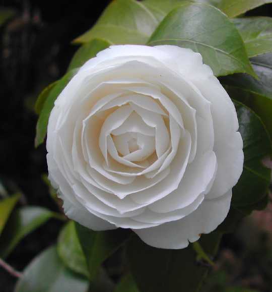 Camellia 19