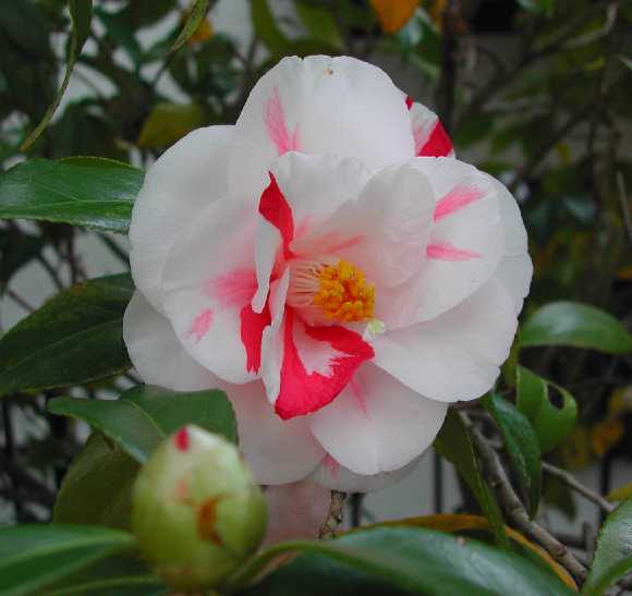 Camellia 20