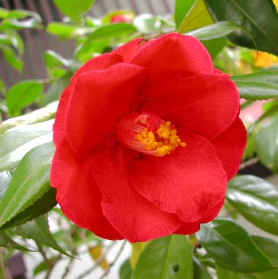 Camellia 21