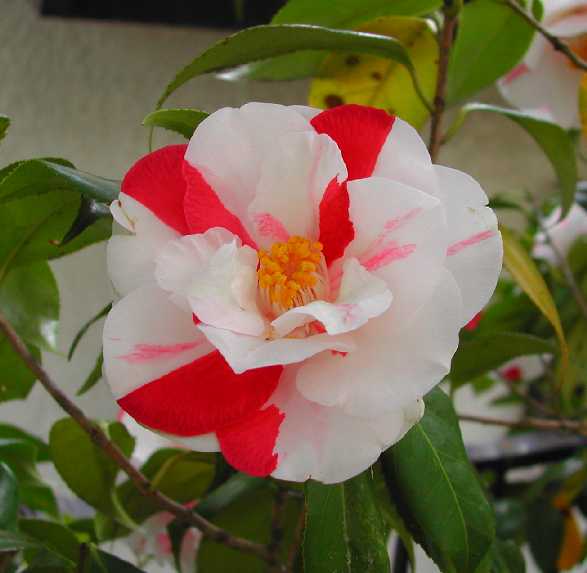 Camellia 22