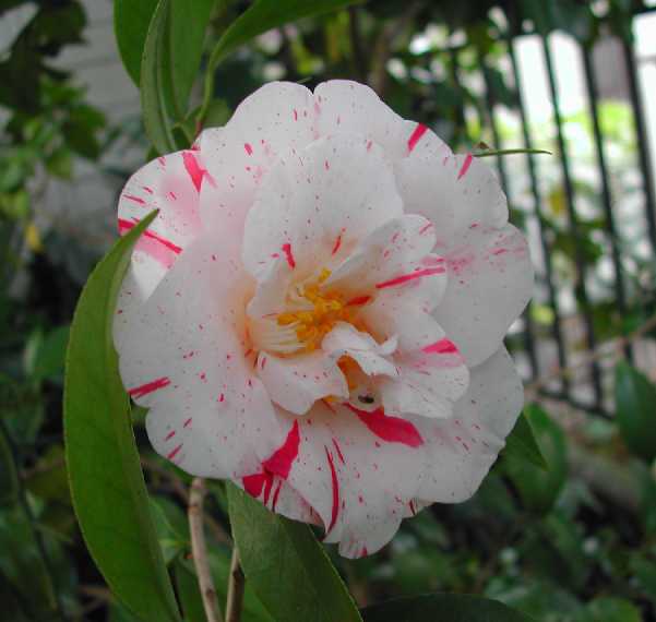 Camellia 23